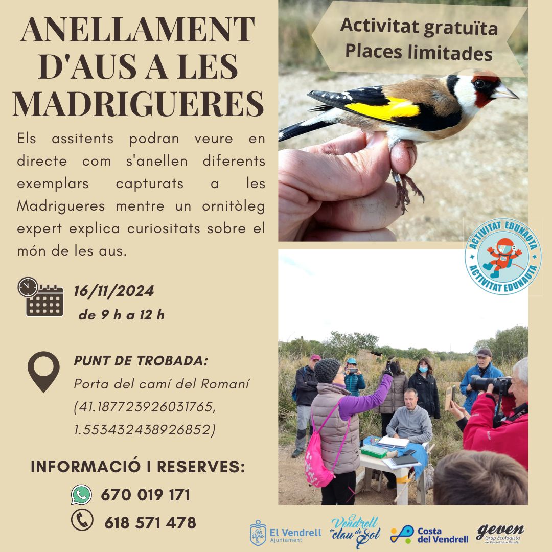 ANELLAMENT D'AUS A LES MADRIGUERES 27